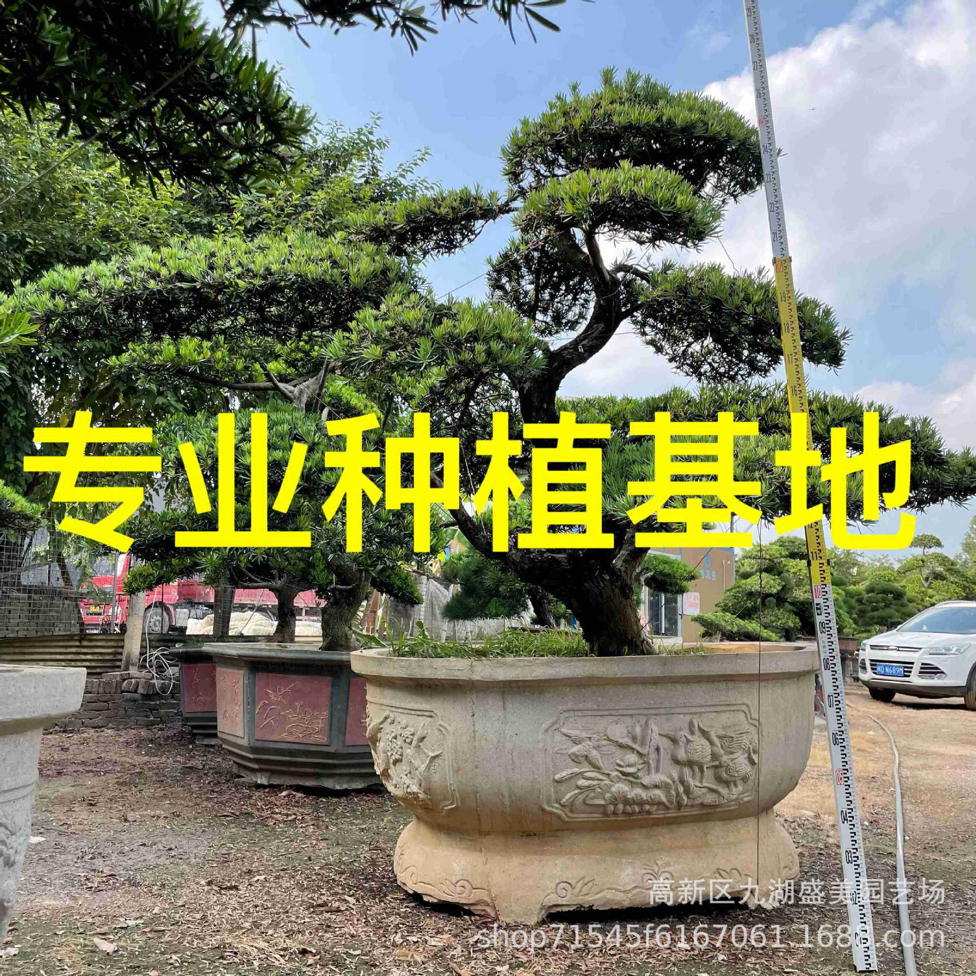 福建迎客松价格 本地造型罗汉松批发 斜飘国产罗汉松盆景松树基地