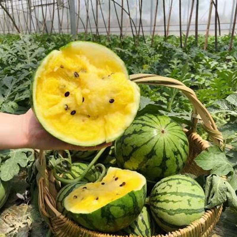 现摘特小凤黄瓤西瓜水果新鲜黄心黄肉西瓜.麒麟瓜当季应季水果