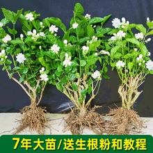 重瓣茉莉花苗室内外绿植阳台花卉盆栽茉莉花老桩四季开花庭院窗台