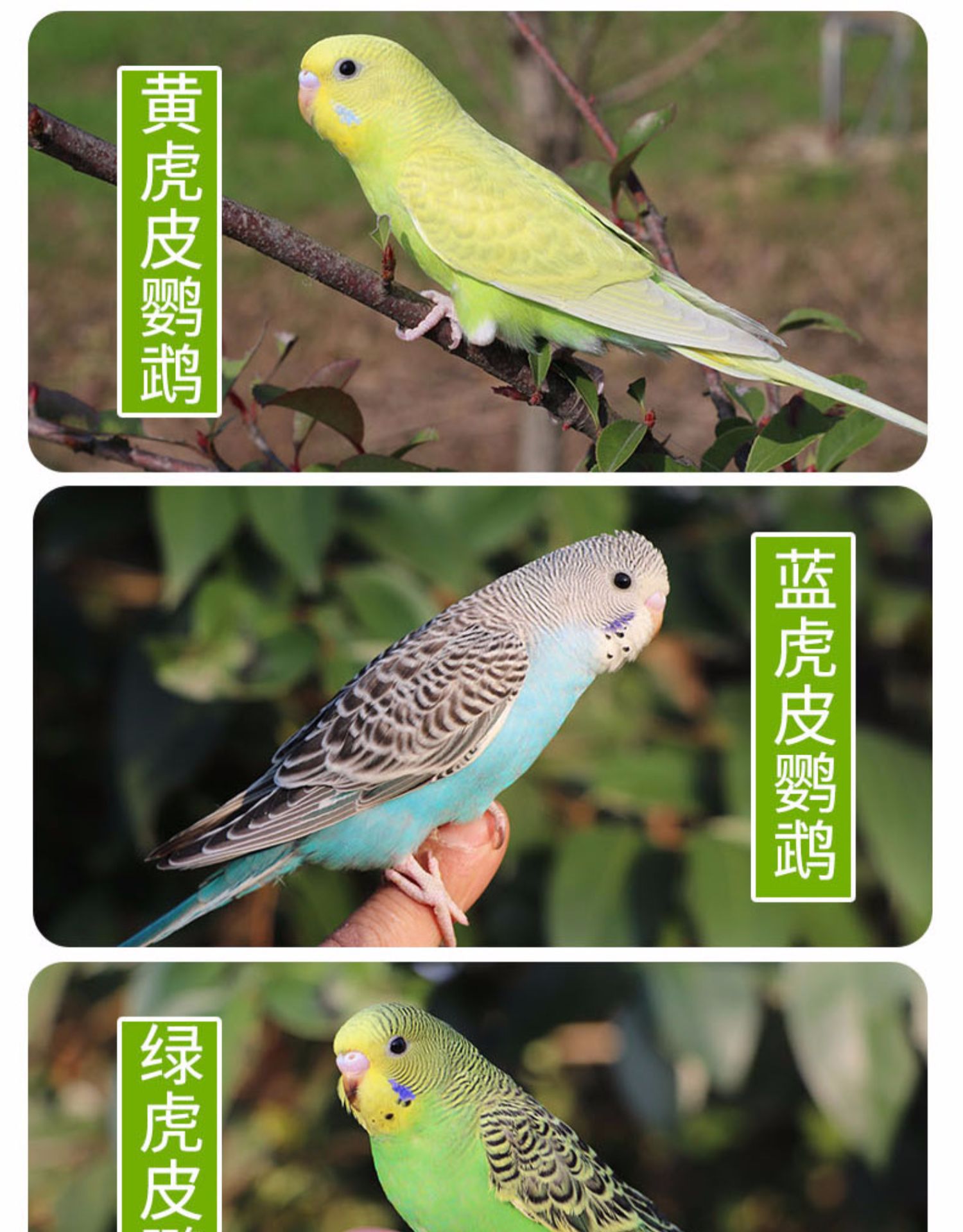 虎皮鹦鹉活鸟中小型会说话的鸟活物手养成年玄凤幼鸟活体宠物鸟笼
