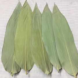 广东竹叶麻竹叶粽子叶端午节包粽子竹叶