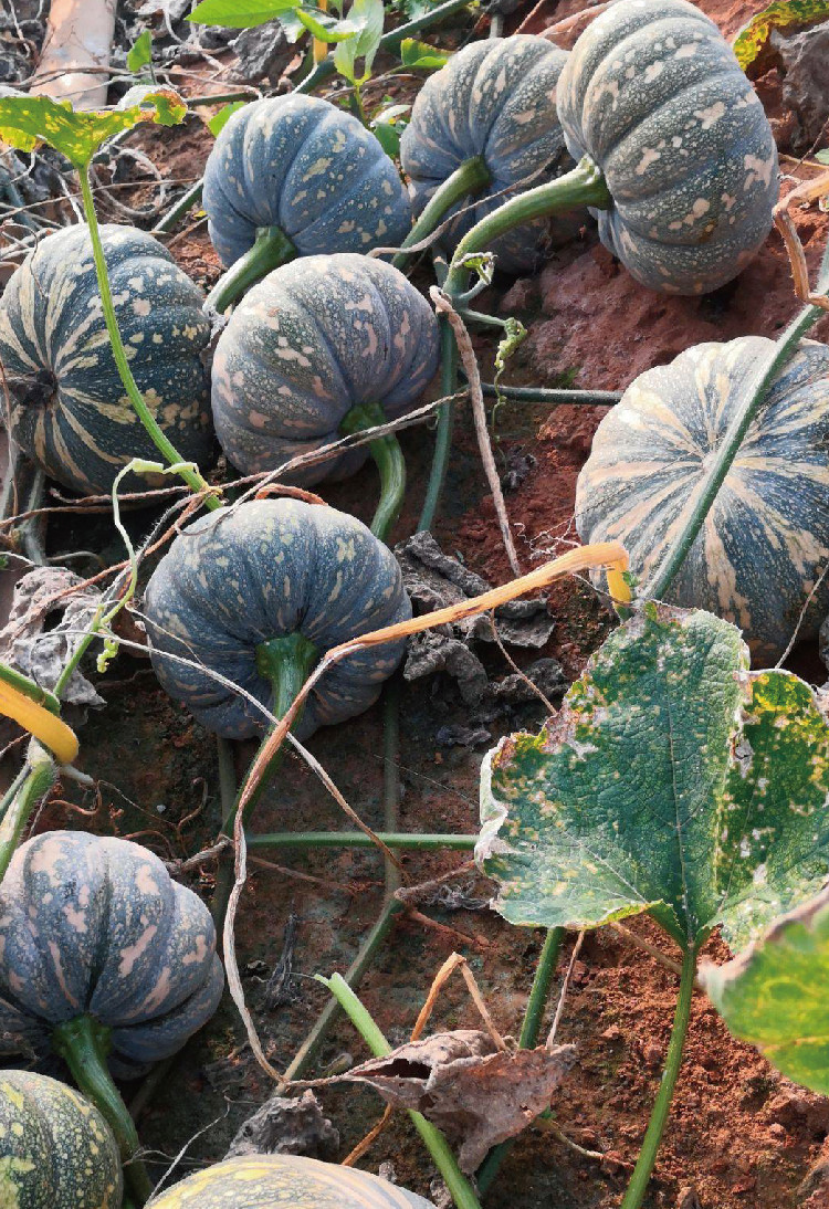 金博农磨盘南瓜种子中晚熟甜面扁圆磨盘南瓜种籽大果庭院播南瓜籽