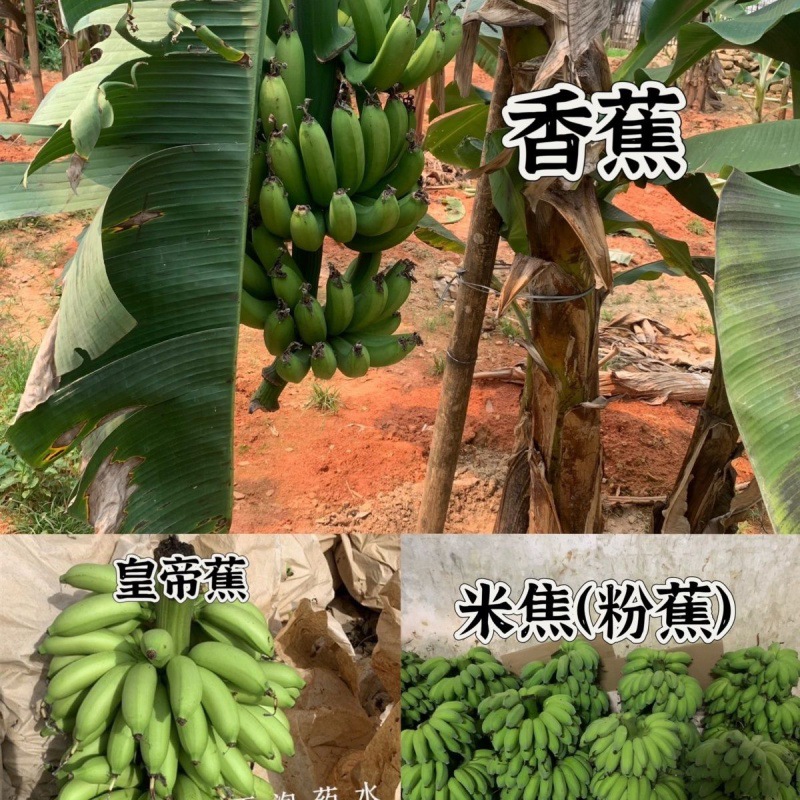 广东应季香蕉米蕉皇帝蕉新鲜热带水果自然成熟果香组合装-阿里巴巴