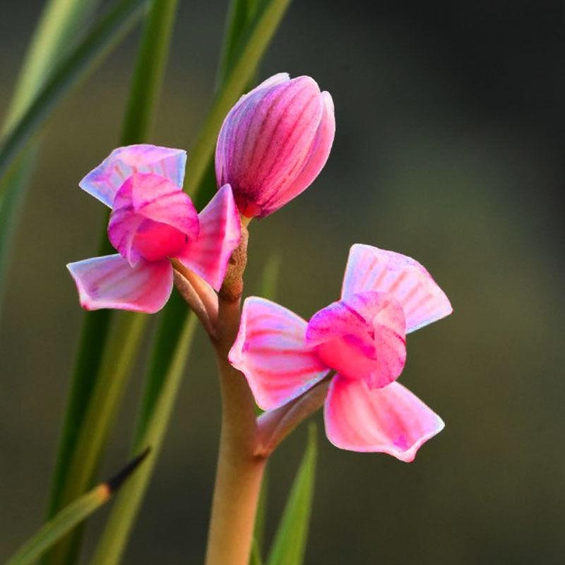 新店开张亏本价 兰花 春兰 红芯荷 宋梅   盆栽花卉