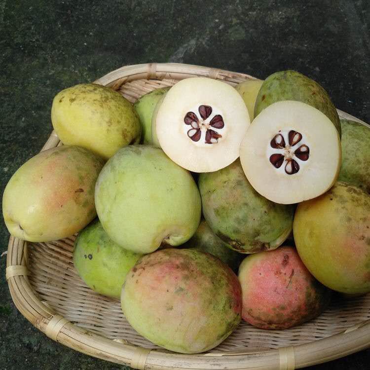云南木瓜1斤临沧酸木瓜 酸果子新鲜水果酸木瓜泡酒炖排骨-阿里巴巴