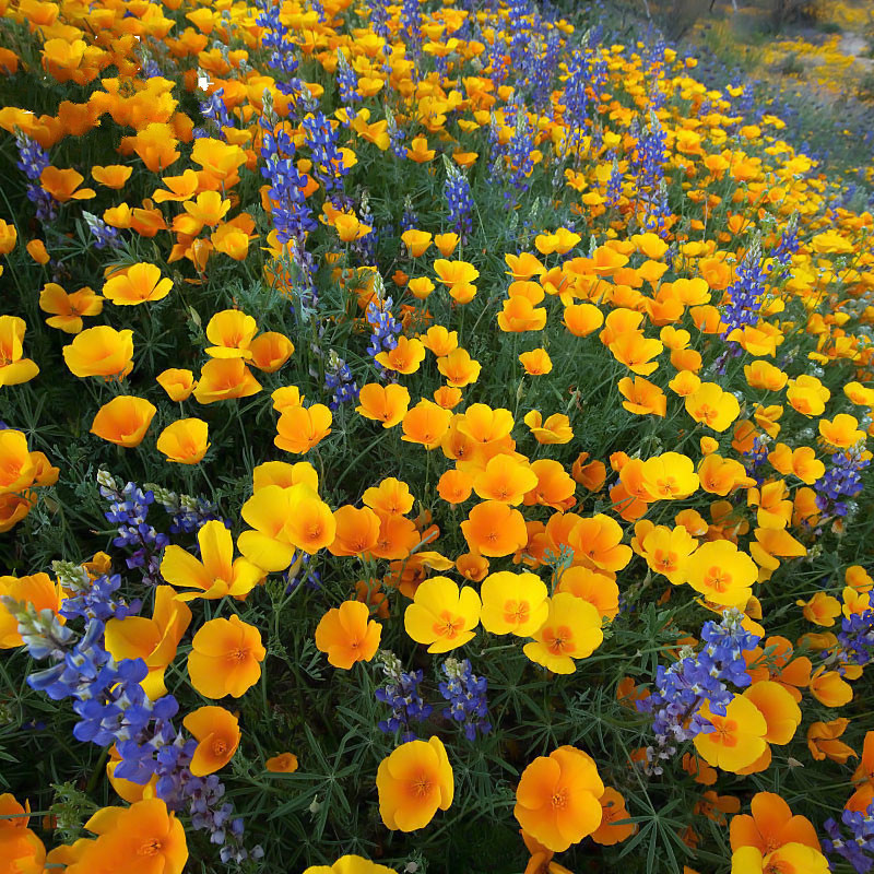 花菱草花种子春秋播多年生耐寒花籽易活四季室外盆栽宿根花种籽子
