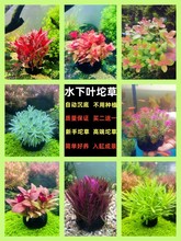 水下叶坨草新手懒人免种植入门级增氧中后景阴性草阳性草无需底沙