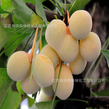 银杏树种子 银杏种子 白果树种子易种植发芽率高量大优惠货到付款