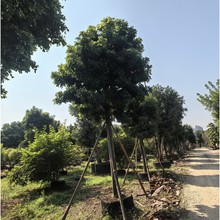 广东中山海南红豆树苗木绿化树苗红豆树苗种苗海南红豆树苗盆栽苗