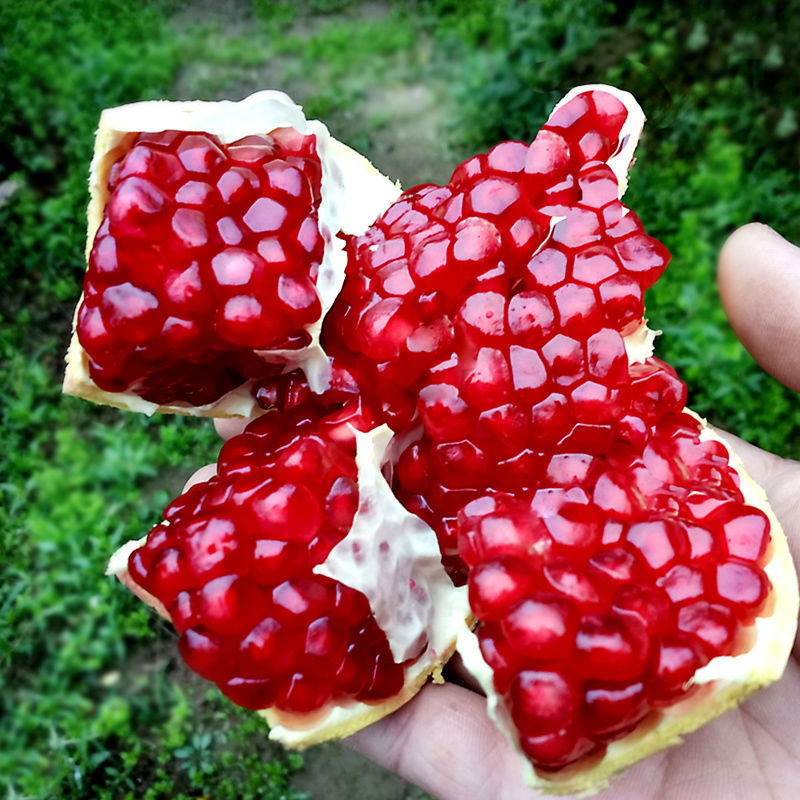 突尼斯软籽石榴新鲜当季水果包邮整箱3斤大果红石榴会理软籽石榴