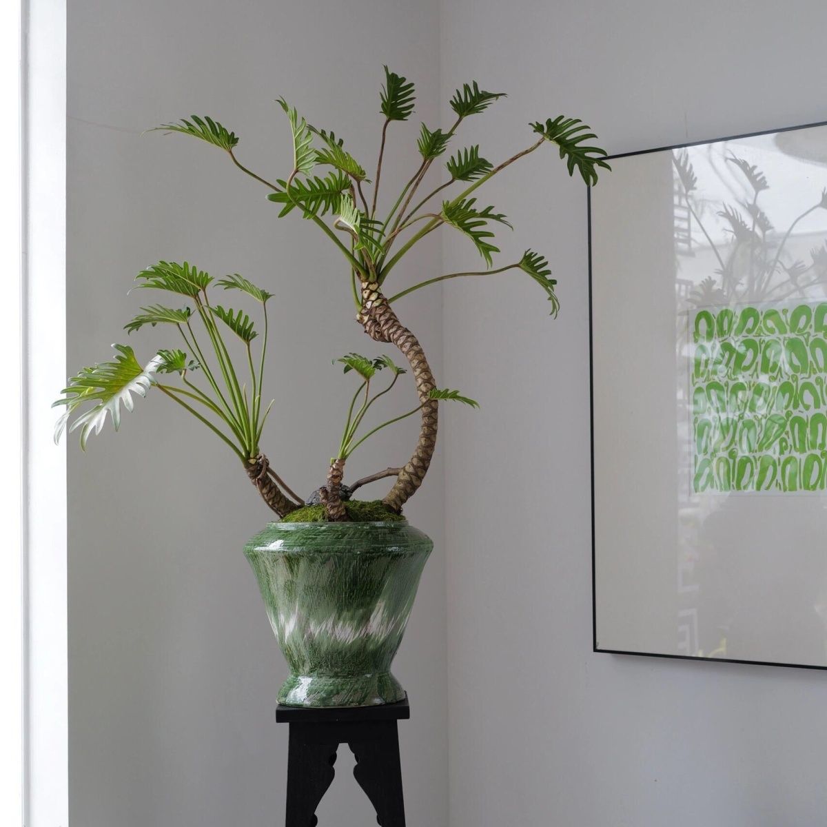 小天使龙鳞蔓绿绒观叶绿植盆栽网红室内客厅净化空气可水培