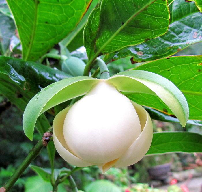 夜合花花苗 夜香木兰 武夷木莲花当年开花 花卉盆栽 花苗四季开花