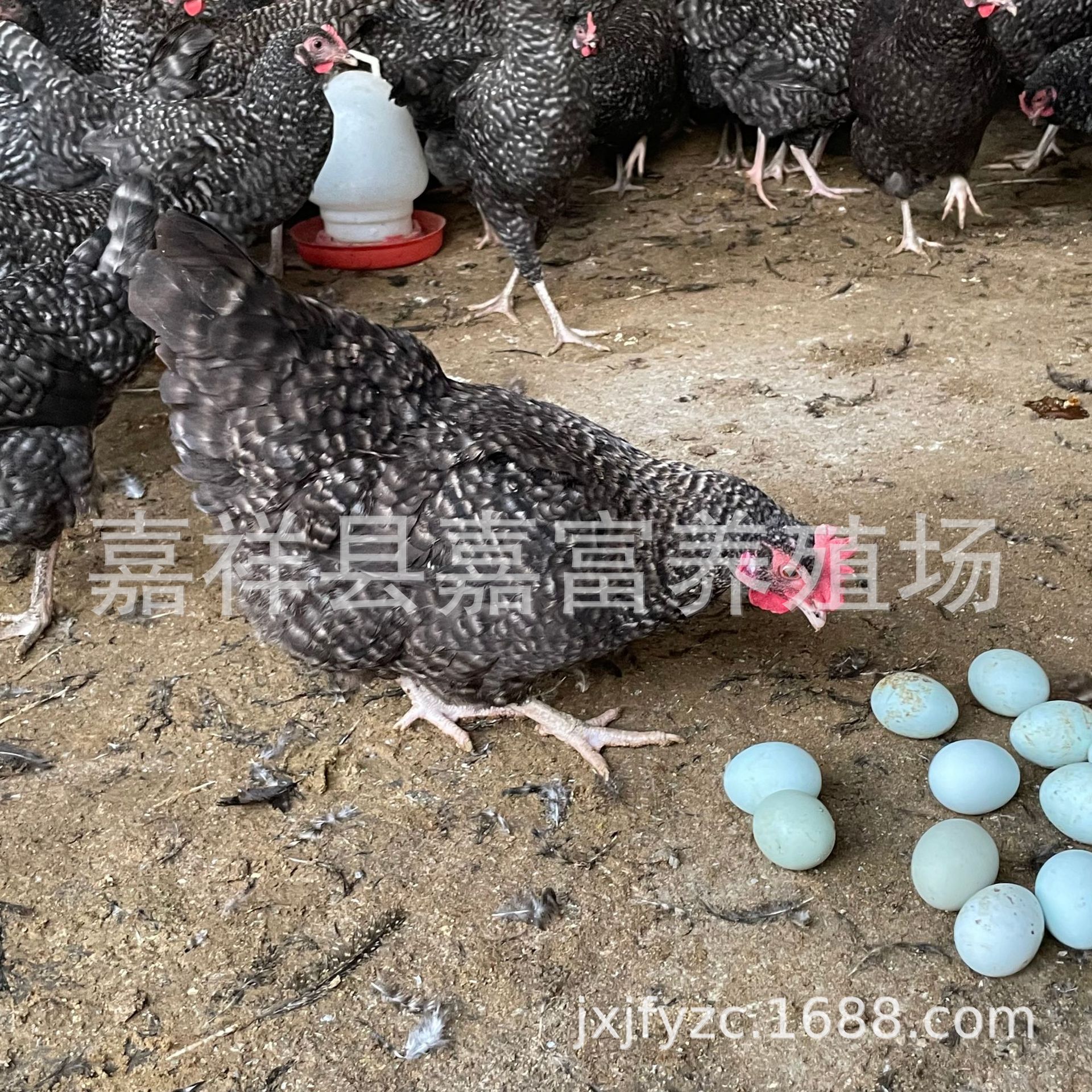 批发出售纯种汶上芦花鸡脱温幼鸡活苗 白羽芦花鸡苗活体 包邮包活