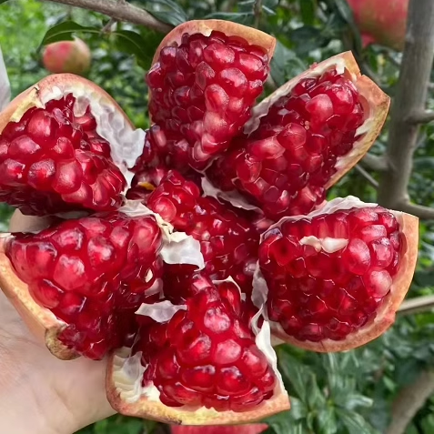 ny陕西临潼石榴软籽10斤官方旗舰店特大果礼盒装西安石榴特产水果