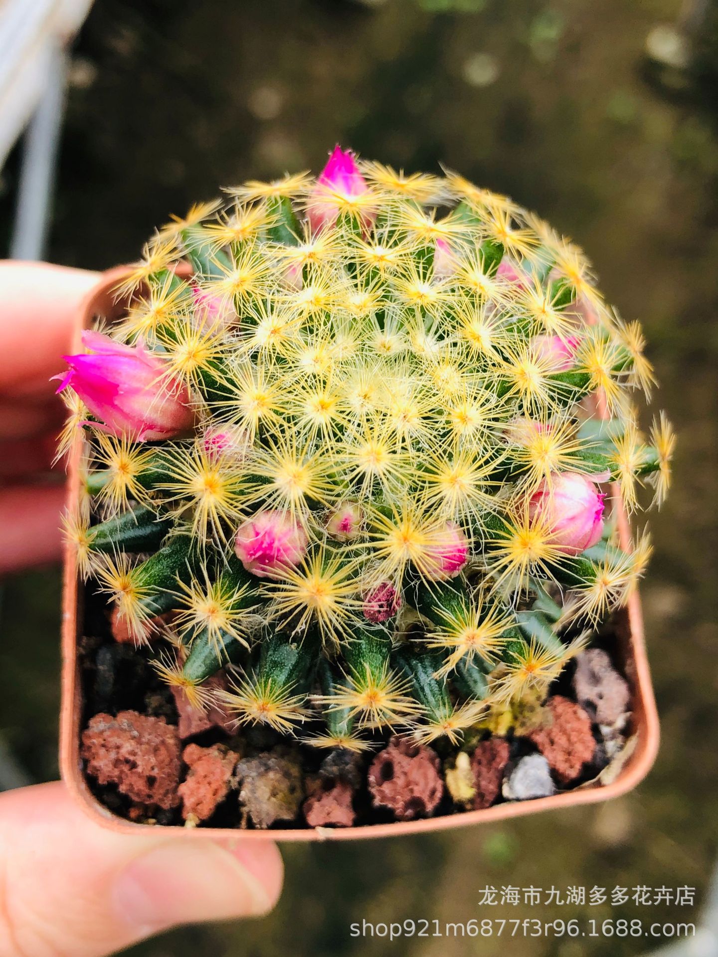 多肉植物批发 实生红花明星仙人球 4公分左右 萝卜根 防幅射