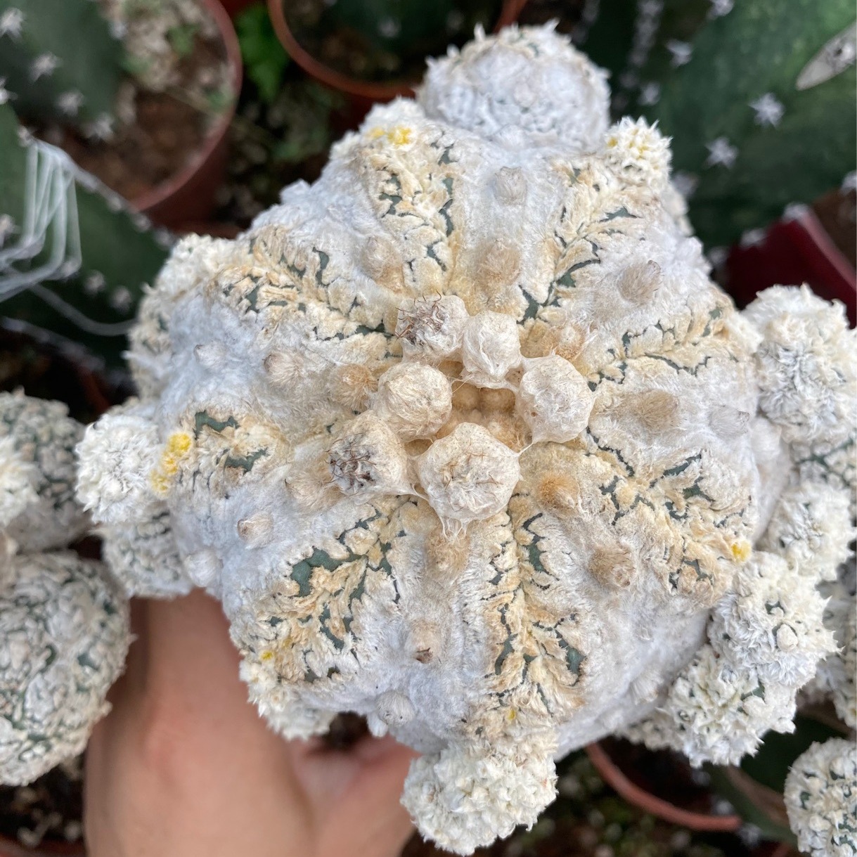 花园兜嫁接直径7-8厘米仙人球小盆栽多肉植物-阿里巴巴