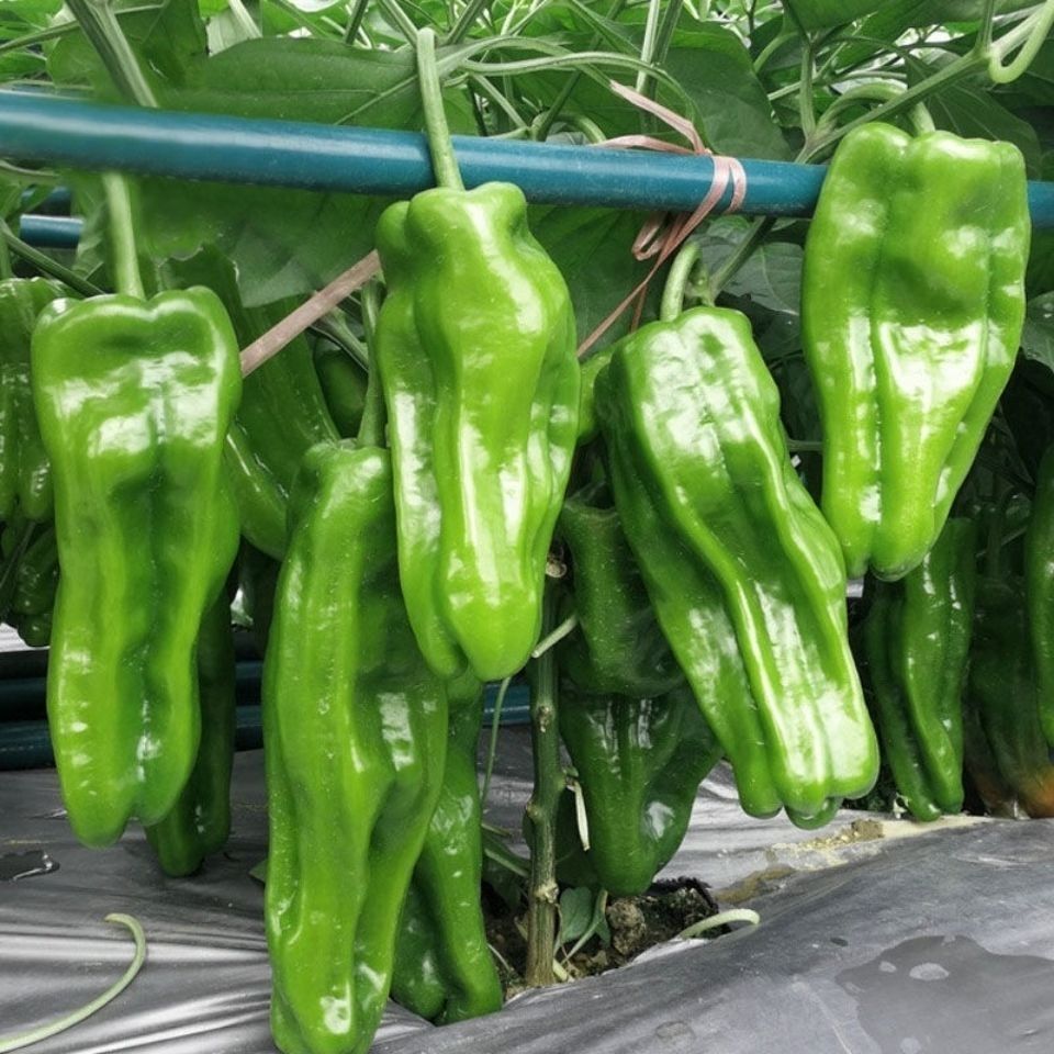 带箱6斤顺丰包邮苏北薄皮青椒新鲜青辣椒微辣青椒应季时令蔬菜