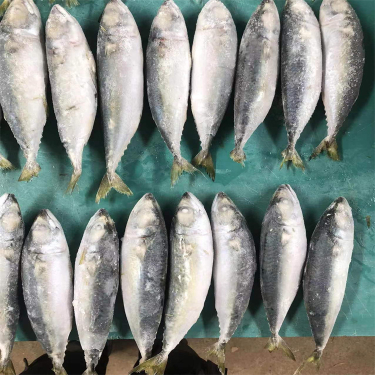 批发新鲜冷冻单冻鲭鱼 青花鱼 青占鱼 罐头原料 市场销售