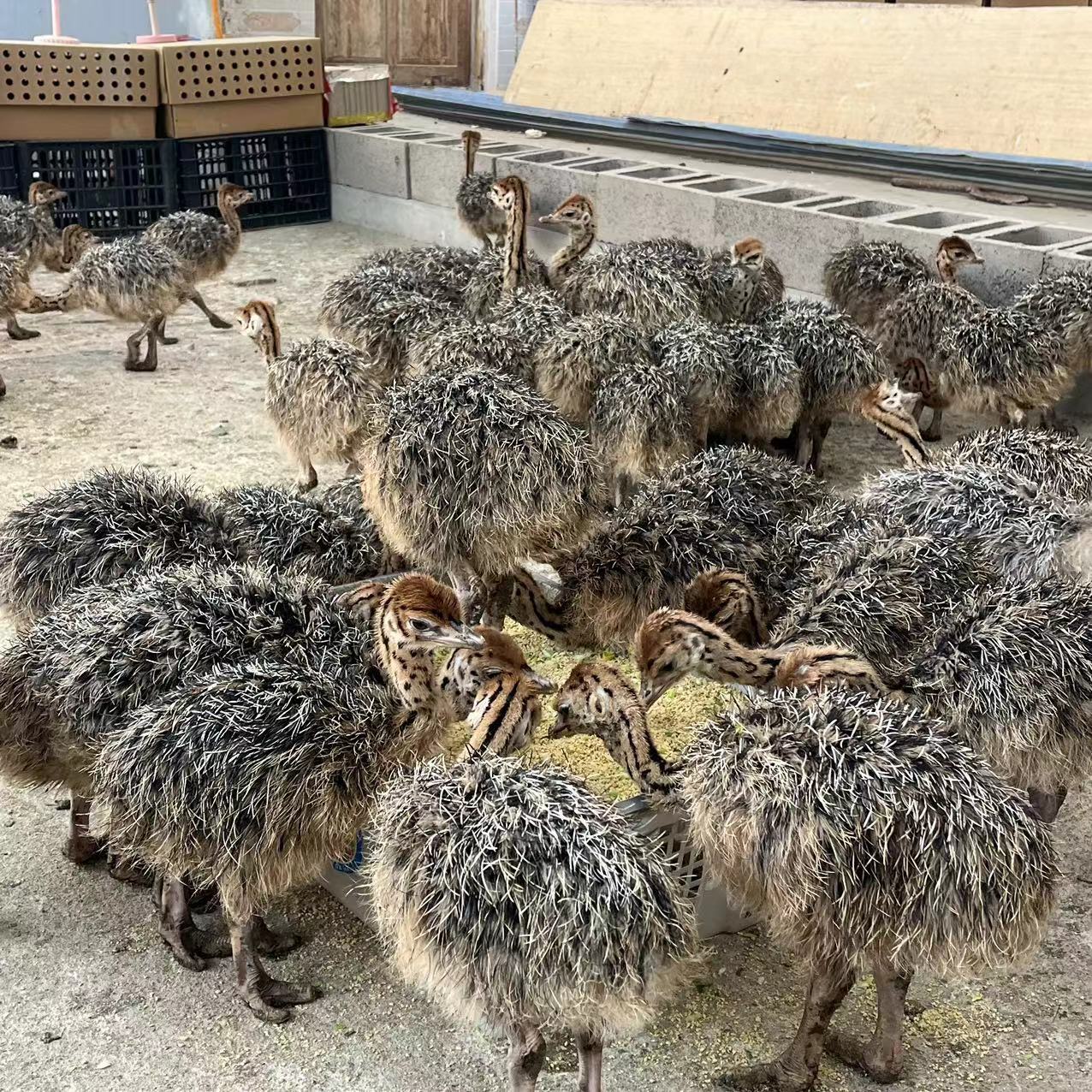 出售鸵鸟活体幼苗幼崽 纯种非洲大体种鸵鸟 脱温下蛋繁殖鸵鸟苗