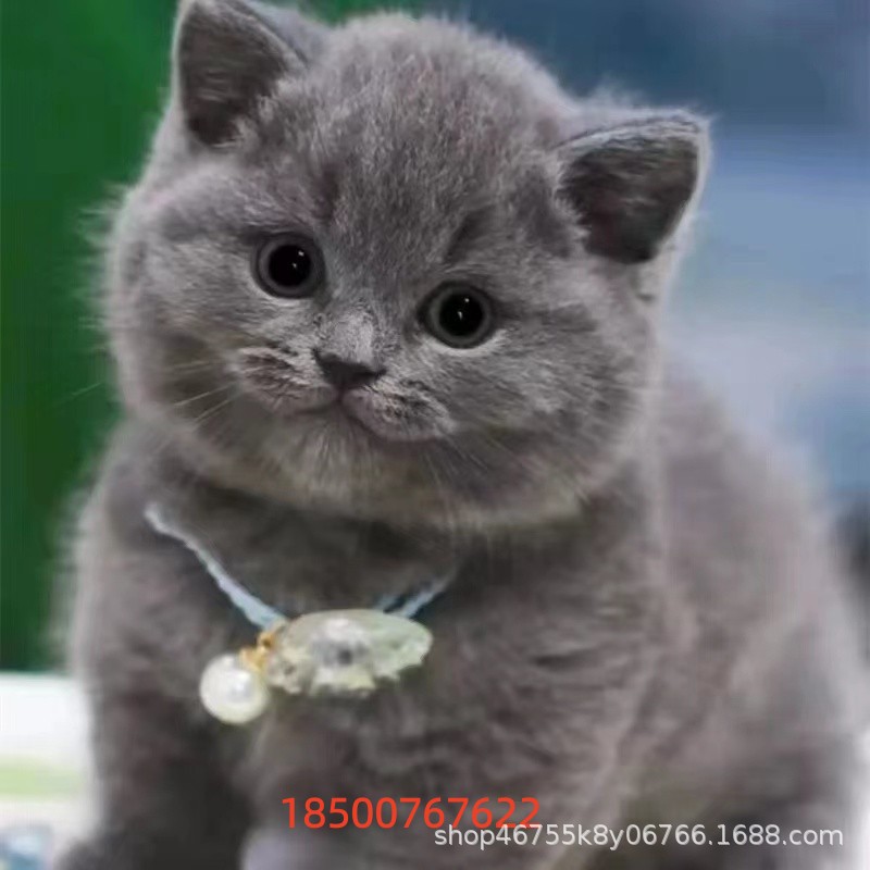 英短蓝猫活体幼猫宠物猫蓝猫幼仔活物矮脚短腿蓝猫折耳猫咪小猫