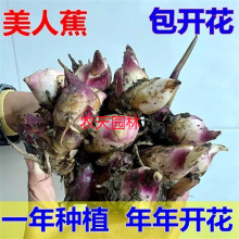 美人蕉苗美人蕉种球种根庭院地栽室内盆栽植物美人蕉花苗带芽发货