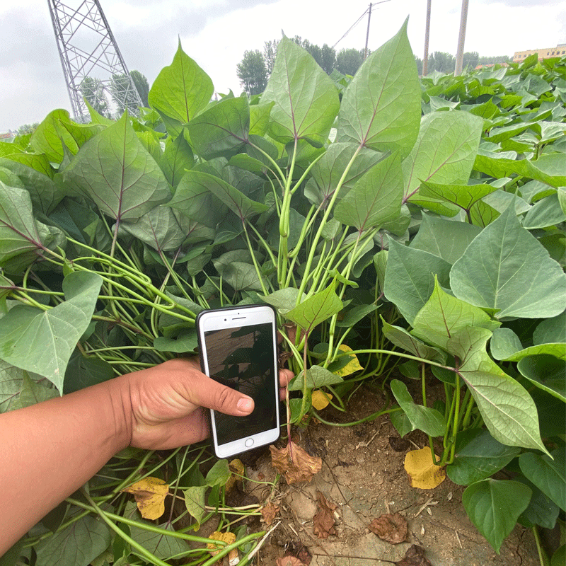 红薯苗板栗黄心秧济薯26藤蛋黄白心包邮高产地瓜番薯原种脱毒种植