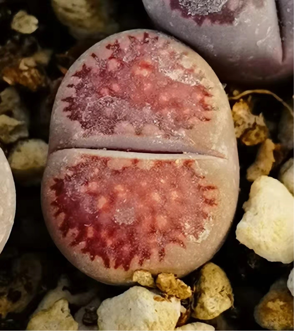 基地大棚直供多肉植物生石花紫福来玉双头母本花卉绿植园艺小盆栽