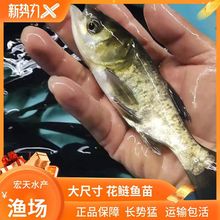 花鲢鱼苗大规格大头鱼苗 黑鲢鱼苗麻鲢鱼苗胖头鲢鱼苗 下单送防陨