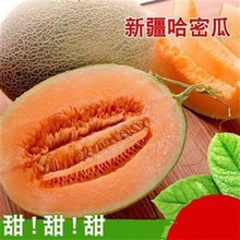 新疆哈密瓜香瓜甜瓜当季新鲜水果吐鲁番州蜜瓜1-4个装多仓发货