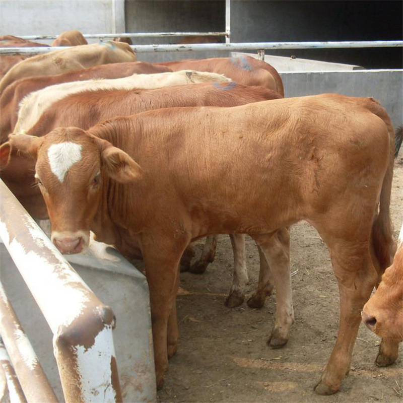 鲁西黄牛养牛场出售肉牛养殖育肥品种小牛犊 基础母牛带羔送到家