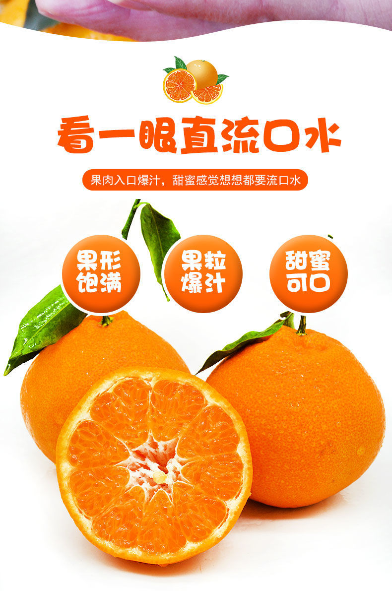 春见耙耙柑包邮保温纯甜粑粑柑10斤非丑橘柑橘冰糖橙沙糖桔鲜批发