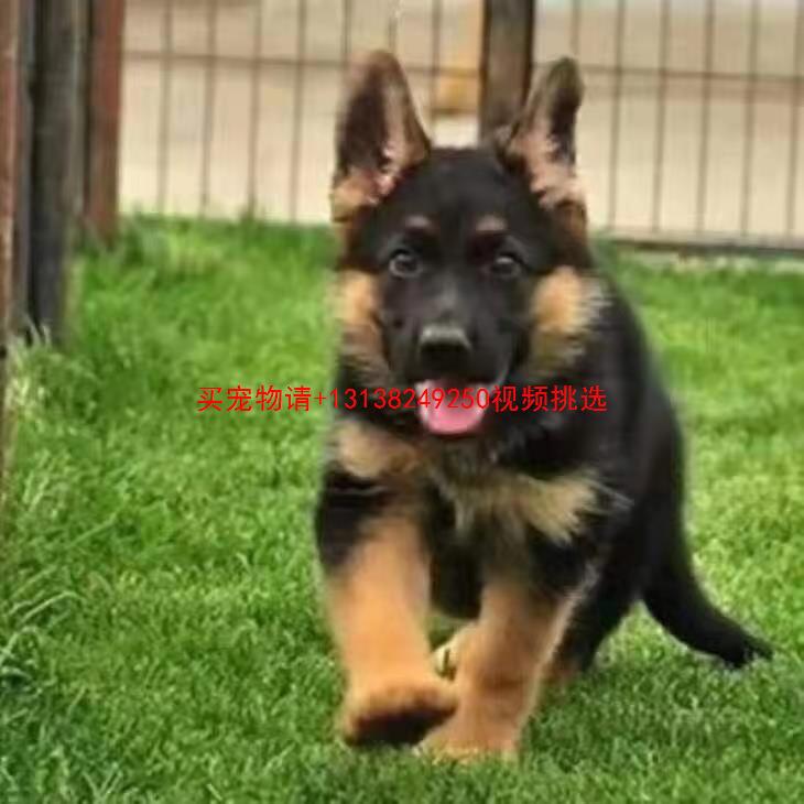 出售德国牧羊犬幼犬活体纯种狼狗警犬幼崽锤系黑背犬弓背德牧幼犬