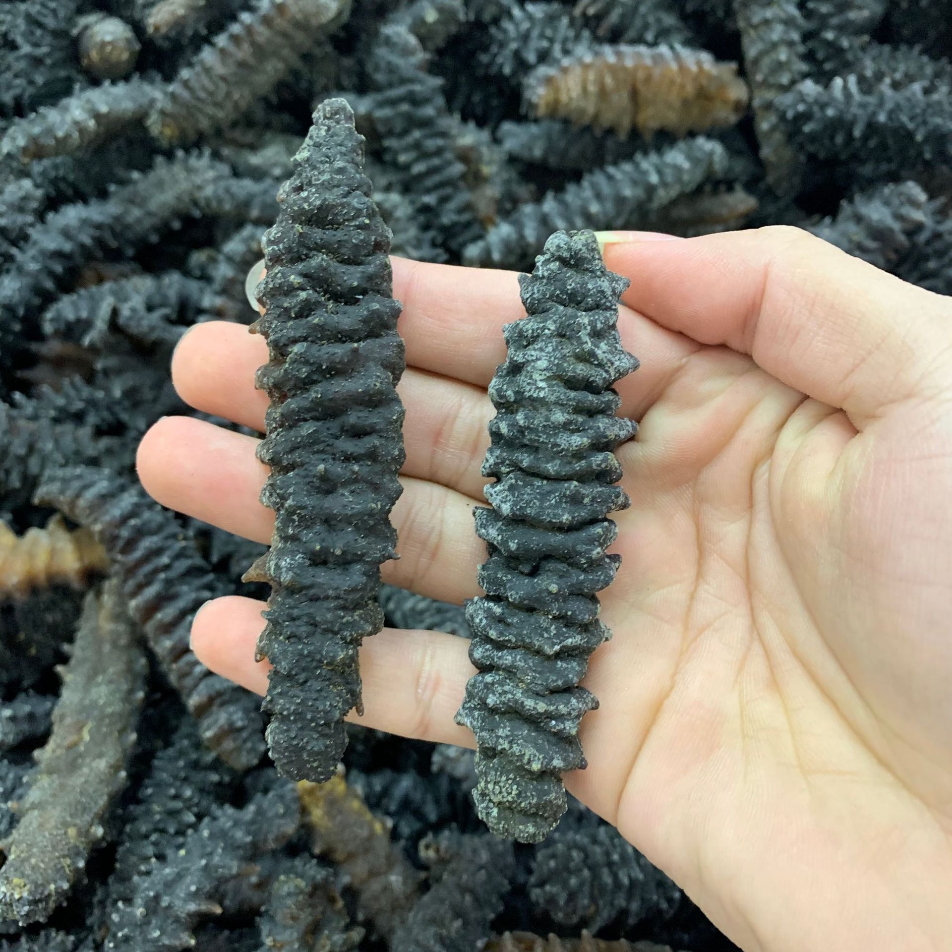 一德路批发斯里兰卡澳洲金沙秃参 龙纹参淡干海参海味干货500克