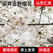 高杆染井吉野樱花树高分枝工程樱花批发规格品种齐庭院种植