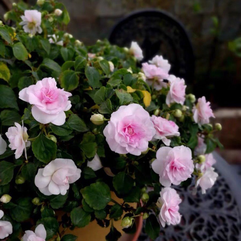 水梅花种子非洲重瓣凤仙花种籽耐寒花卉室内阳台庭院植物四季开花