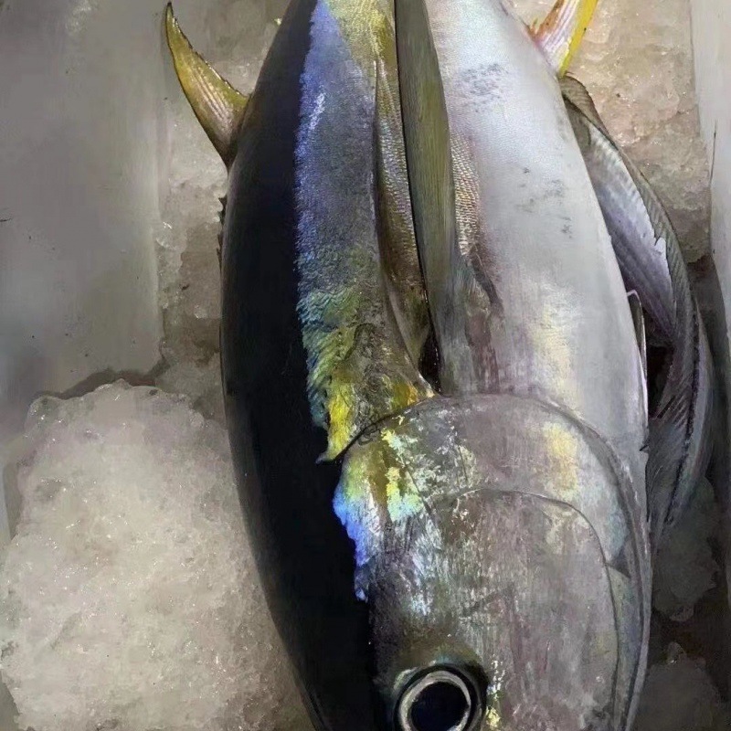 金枪鱼整条刺身鲜活速冻深海野生捕捞料理食材供应酒店批发代发