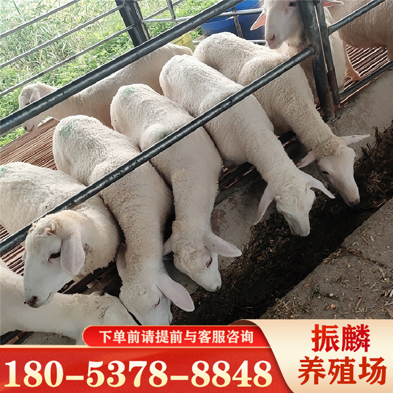 小尾寒羊 山东养羊基地发货肉羊价格 黑山羊肉羊出肉率好-阿里巴巴