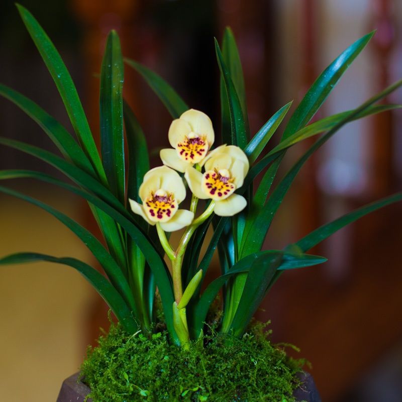 兰草荷瓣花花公子兰花盆栽兰花苗带花苞大众国兰夏季兰花花卉专用