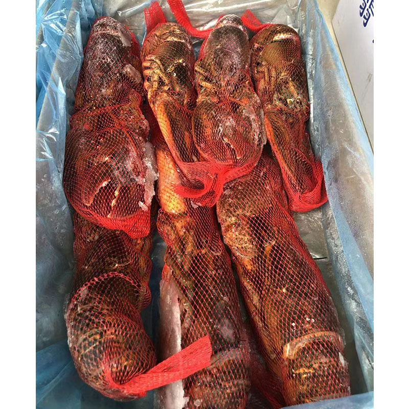 鲜活波士顿龙虾活体加拿大龙虾澳龙海鲜水产波龙澳洲奥龙活虾商用