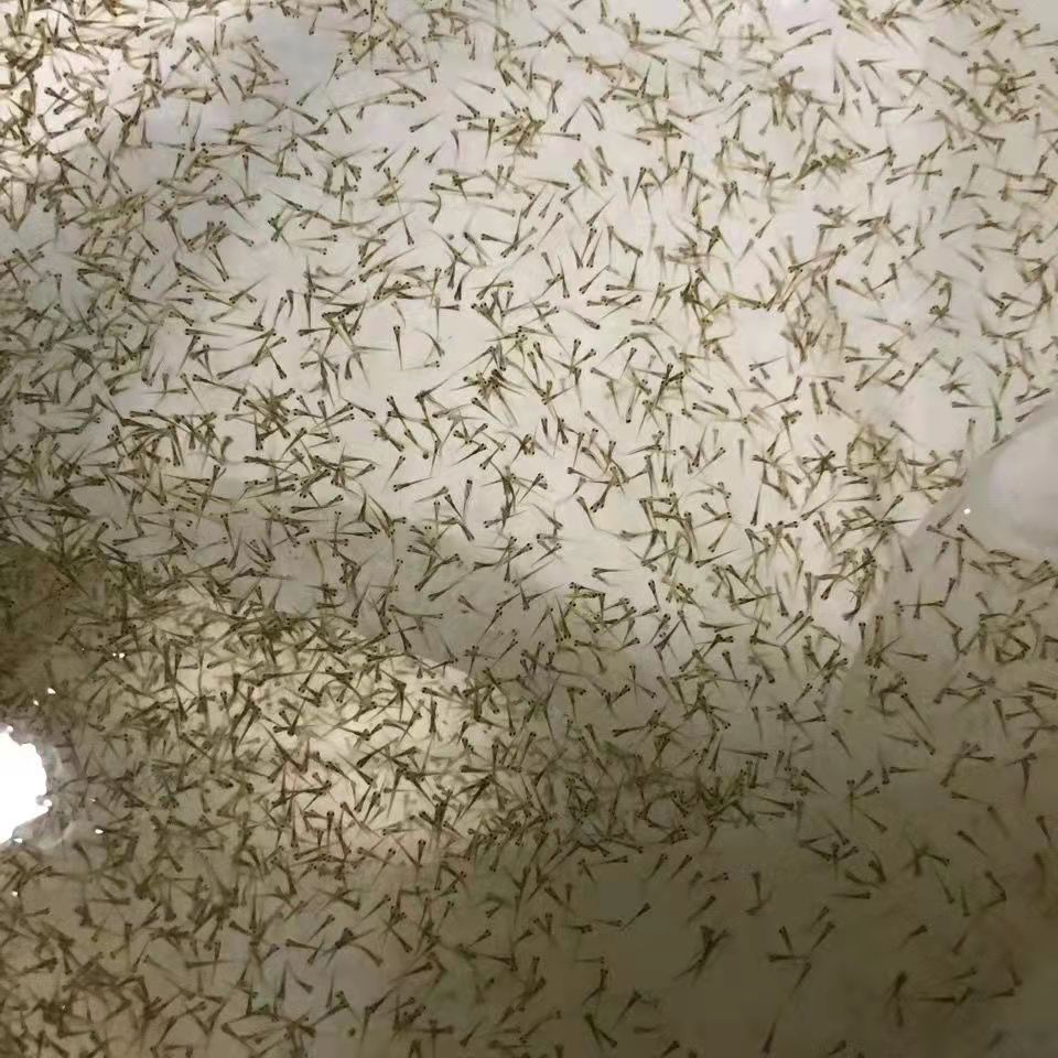 2022金鱼混合水花鱼苗冷水观赏鱼鹤顶红国狮兰寿珍珠水花批发