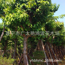 广东普宁苗木绿化基地大花紫薇树大叶紫薇百日红行道树风景树木苗