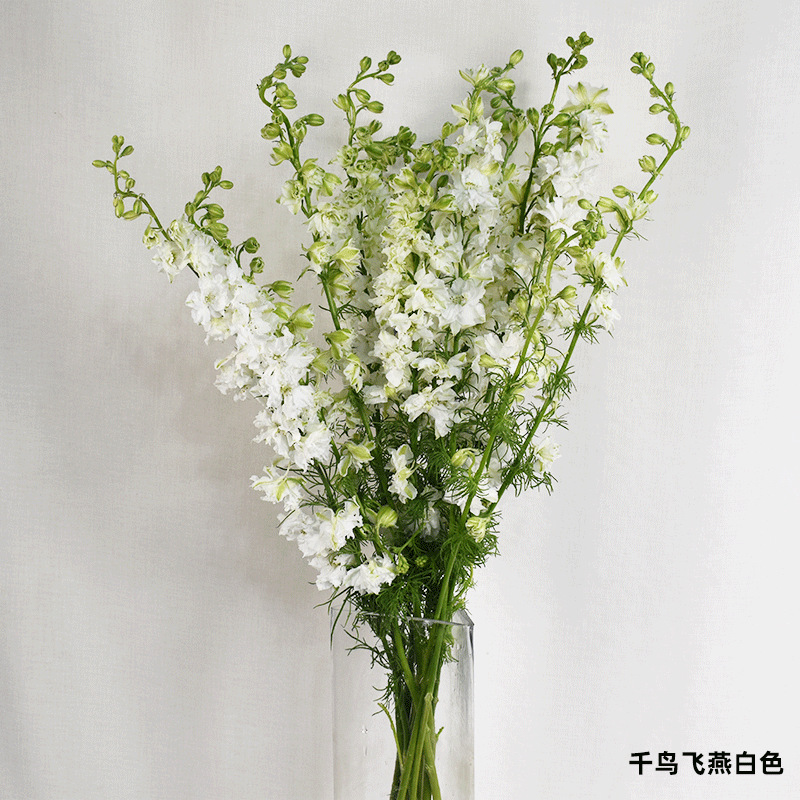 【小飞燕千鸟飞燕 大飞燕】 鲜切花 昆明基地新鲜批发 居家婚庆