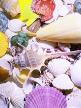 QG4D海螺贝壳海星 鱼缸造景装饰品寄居蟹儿童手工diy风铃漂流瓶水