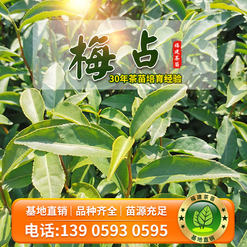 梅占 茶树苗中生种大叶乌龙茶红茶苗铁观音鸭屎香凤凰单枞茶叶苗