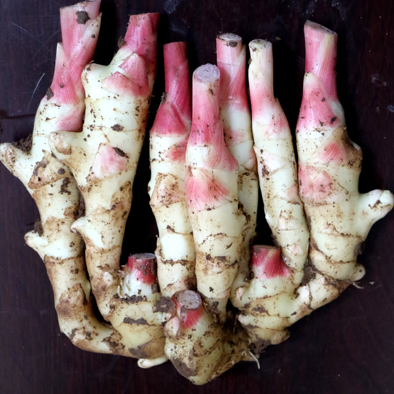 嫩姜新鲜仔姜子姜红芽姜山东指头生姜5斤非云南小黄姜泡老醋鲜姜