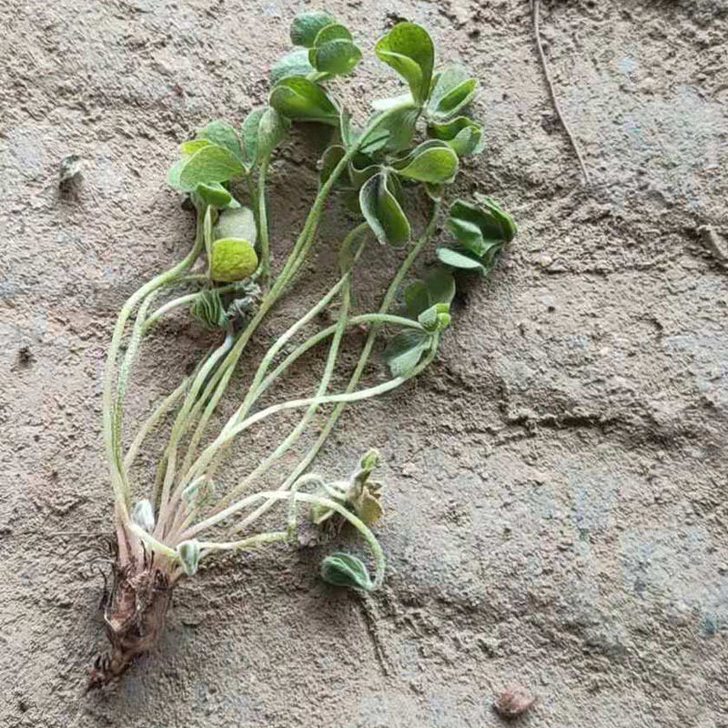 基地供应 红花酢浆草地栽苗 紫叶炸酱草 各种宿根地被湿地植物