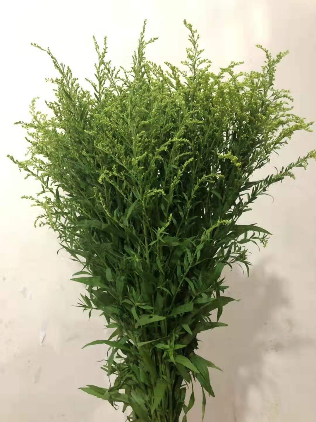 [黄莺配草]昆明基地现采黄莺配草批发 家居婚庆插花鲜切配叶