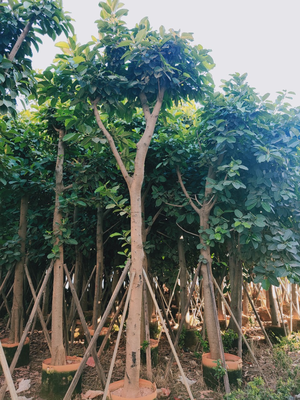 高山榕 公园小区行道树观景树 广东揭阳多规格种植绿化基地