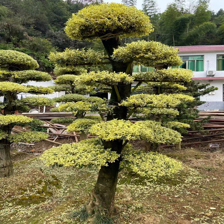 湖南造型金姬女贞桩景价格 造型银姬女贞桩景价格