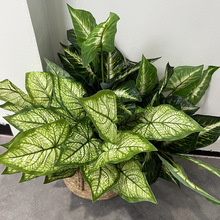 新鲜广东特产农家自种竹薯网红整箱竹芋竹根薯 煲汤食材当季_阿里巴巴